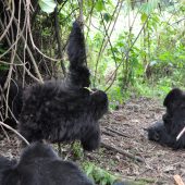  Juvenile Gorillas Playing